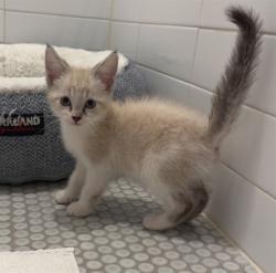 Shelter Stray Female Cat last seen Near BLOCK W ALASKA PL, DENVER CO 80219, 1241 W Bayaud Ave, Denver, CO 80223, USA