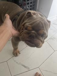 Reunited Male Dog last seen Hacienda Heights, CA, USA, Hacienda Heights, CA 91745