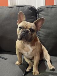 Lost Male Dog last seen Dixie Anne ave Beaumont ave, Sacramento, CA 95815