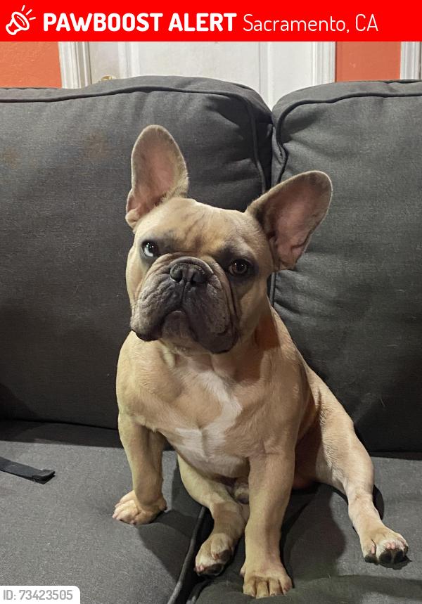 Lost Male Dog last seen Dixie Anne ave Beaumont ave, Sacramento, CA 95815
