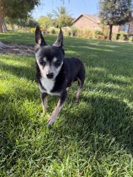 Found/Stray Male Dog last seen Chruch, Fresno, CA 93727