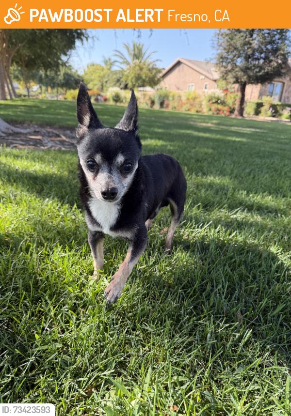 Found/Stray Male Dog last seen Chruch, Fresno, CA 93727
