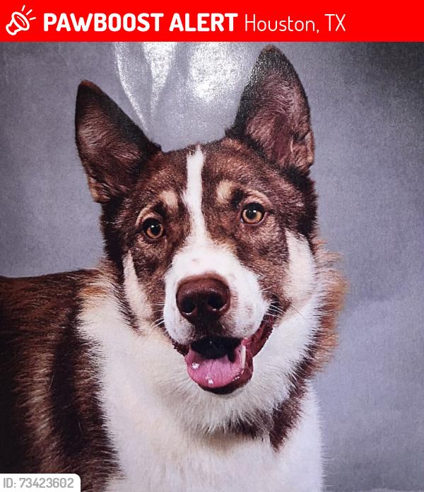 Lost Male Dog last seen Near Inwood Shadows Dr Houston, TX 77088 United States, Houston, TX 77088