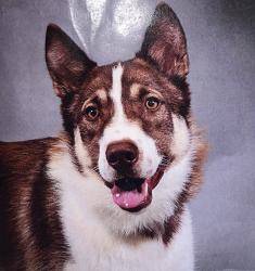 Lost Male Dog last seen Near Inwood Shadows Dr Houston, TX 77088 United States, Houston, TX 77088