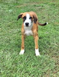 Shelter Stray Female Dog last seen Near CALHOUN MEM HWY EASLEY, SC, Easley City, SC, 193 County Farm Rd, Pickens, SC 29671, USA