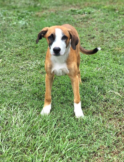 Shelter Stray Female Dog last seen Near CALHOUN MEM HWY EASLEY, SC, Easley City, SC, 193 County Farm Rd, Pickens, SC 29671, USA