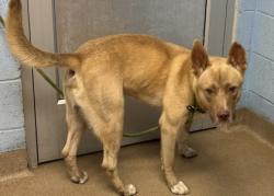 Shelter Stray Male Dog last seen Near Holly Hill Pkwy Atlanta, 30316, 30316, GA, 3280 Chamblee Dunwoody Rd, Chamblee, GA 30341, USA