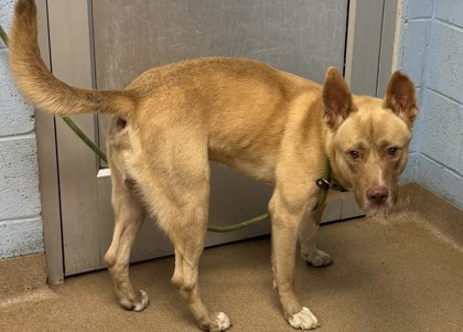 Shelter Stray Male Dog last seen Near Holly Hill Pkwy Atlanta, 30316, 30316, GA, 3280 Chamblee Dunwoody Rd, Chamblee, GA 30341, USA