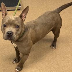 Shelter Stray Female Dog last seen Near Elkhorn Dr. Decatur, 30034, 30034, GA, 3280 Chamblee Dunwoody Rd, Chamblee, GA 30341, USA