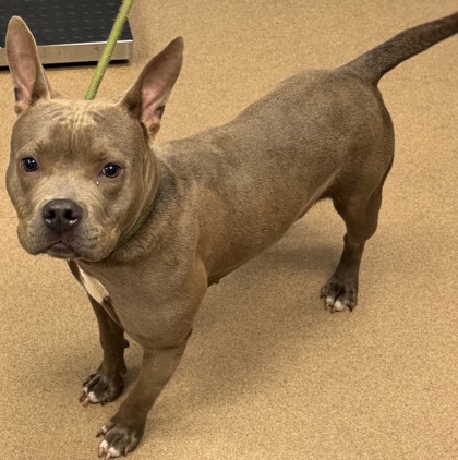 Shelter Stray Female Dog last seen Near Elkhorn Dr. Decatur, 30034, 30034, GA, 3280 Chamblee Dunwoody Rd, Chamblee, GA 30341, USA