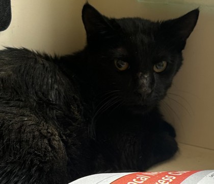 Shelter Stray Female Cat last seen Near Clanton Terrace, 30034, GA, 3280 Chamblee Dunwoody Rd, Chamblee, GA 30341, USA