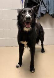 Shelter Stray Male Dog last seen Near Alliance Pkwy Williamston, SC 29697, Anderson County, SC, 1320 US-29, Anderson, SC 29626, USA