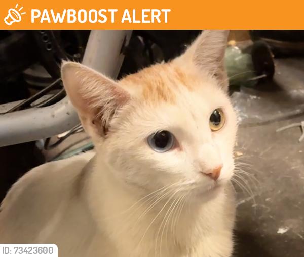 Found/Stray Unknown Cat last seen Ash and warner, Huntington Beach, CA 92647