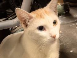 Found/Stray Unknown Cat last seen Ash and warner, Huntington Beach, CA 92647