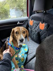 Reunited Male Dog last seen Fading Star Ct, Frederick County, VA 22656