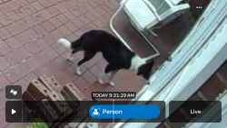 Found/Stray Unknown Dog last seen Rambling Woods Drive, north wilkesboro, North Wilkesboro, NC 28659