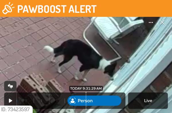 Found/Stray Unknown Dog last seen Rambling Woods Drive, north wilkesboro, North Wilkesboro, NC 28659