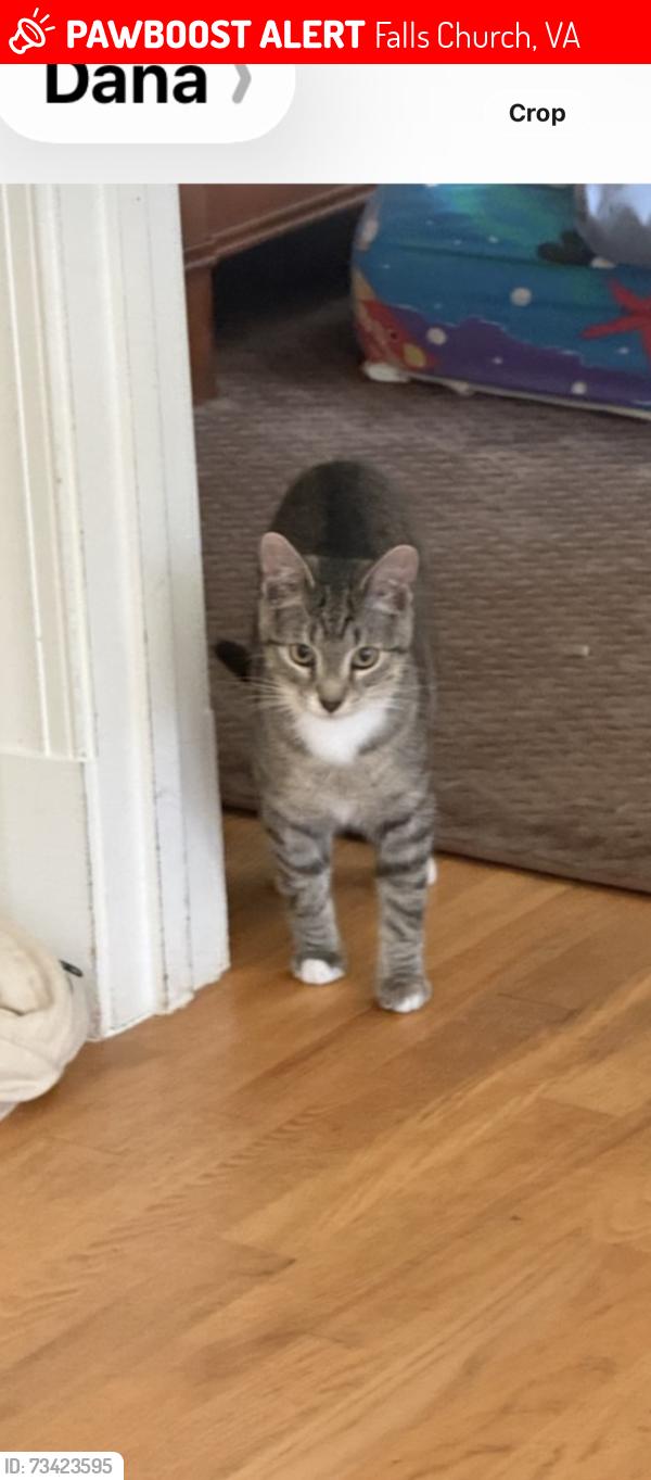 Lost Male Cat last seen Kennedy lane Radnor Court, Falls Church, VA 22044