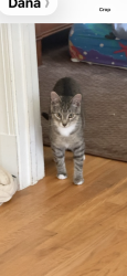 Lost Male Cat last seen Kennedy lane Radnor Court, Falls Church, VA 22044