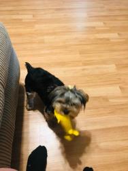 Lost Female Dog last seen Behind 16 th Ave N beside the nursing home in the field, Texas City, TX 77590