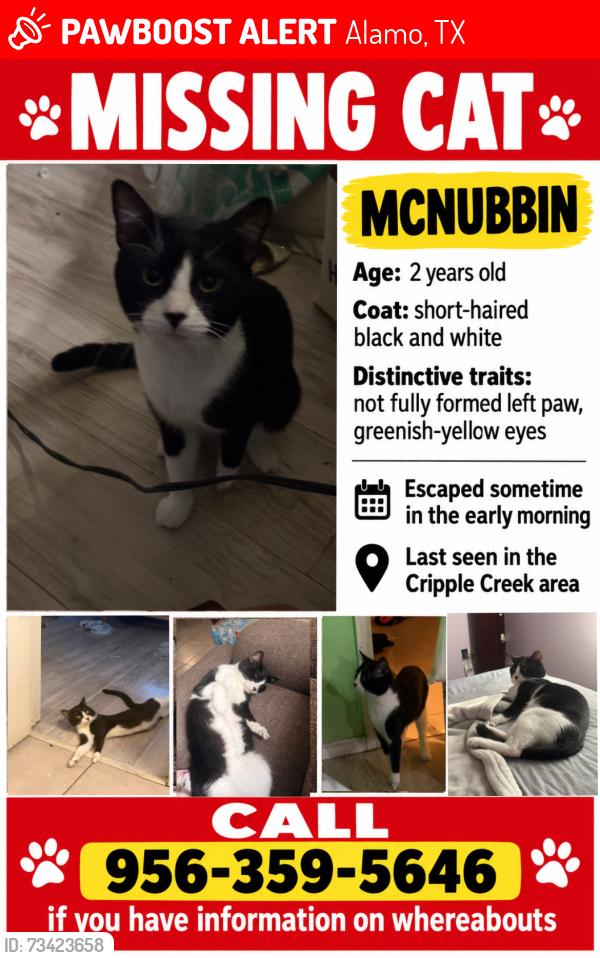 Lost Male Cat last seen In the cripple creek circle neighborhood, Alamo, TX 78516