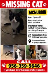 Lost Male Cat last seen In the cripple creek circle neighborhood, Alamo, TX 78516