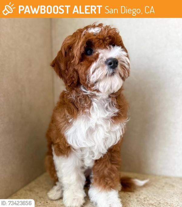 Found/Stray Female Dog last seen La jolla, San Diego, CA 92037