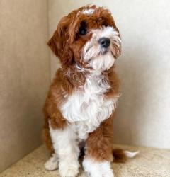 Found/Stray Female Dog last seen La jolla, San Diego, CA 92037