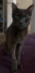 Reunited Male Cat last seen Near St Paul Ave, Los Angeles, CA 90017, USA, Los Angeles, CA 90017