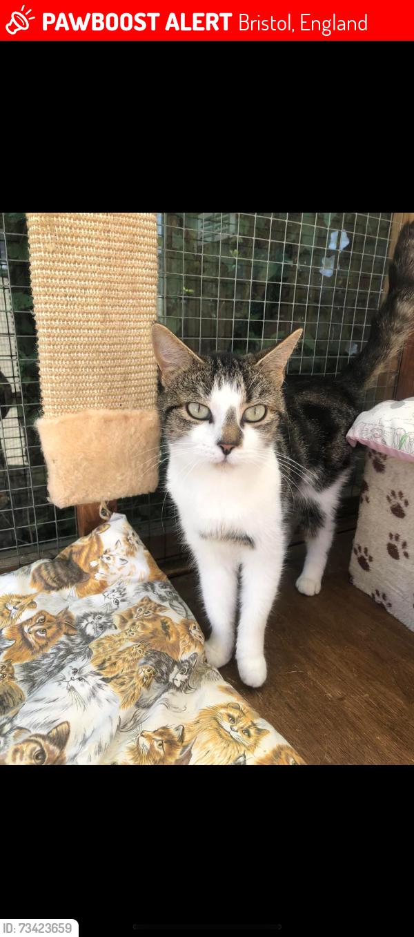 Lost Female Cat last seen Bristol, Bristol, England 