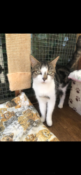 Lost Female Cat last seen Bristol, Bristol, England 