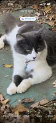 Lost Male Cat last seen North Broadway, Knoxville, TN 37917