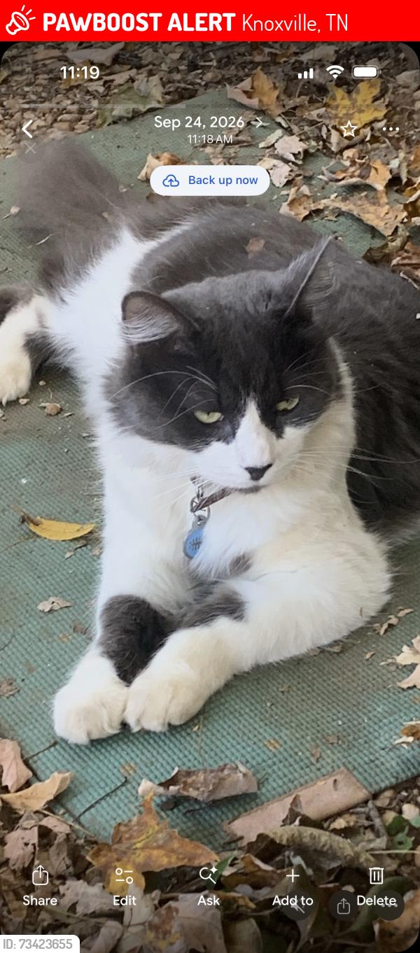 Lost Male Cat last seen North Broadway, Knoxville, TN 37917