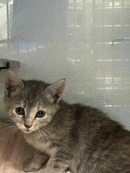 Shelter Stray Female Cat last seen Near S Copper City Drive, Kearns Township, UT, 84118, 511 W 3900 S, Salt Lake City, UT 84123, USA