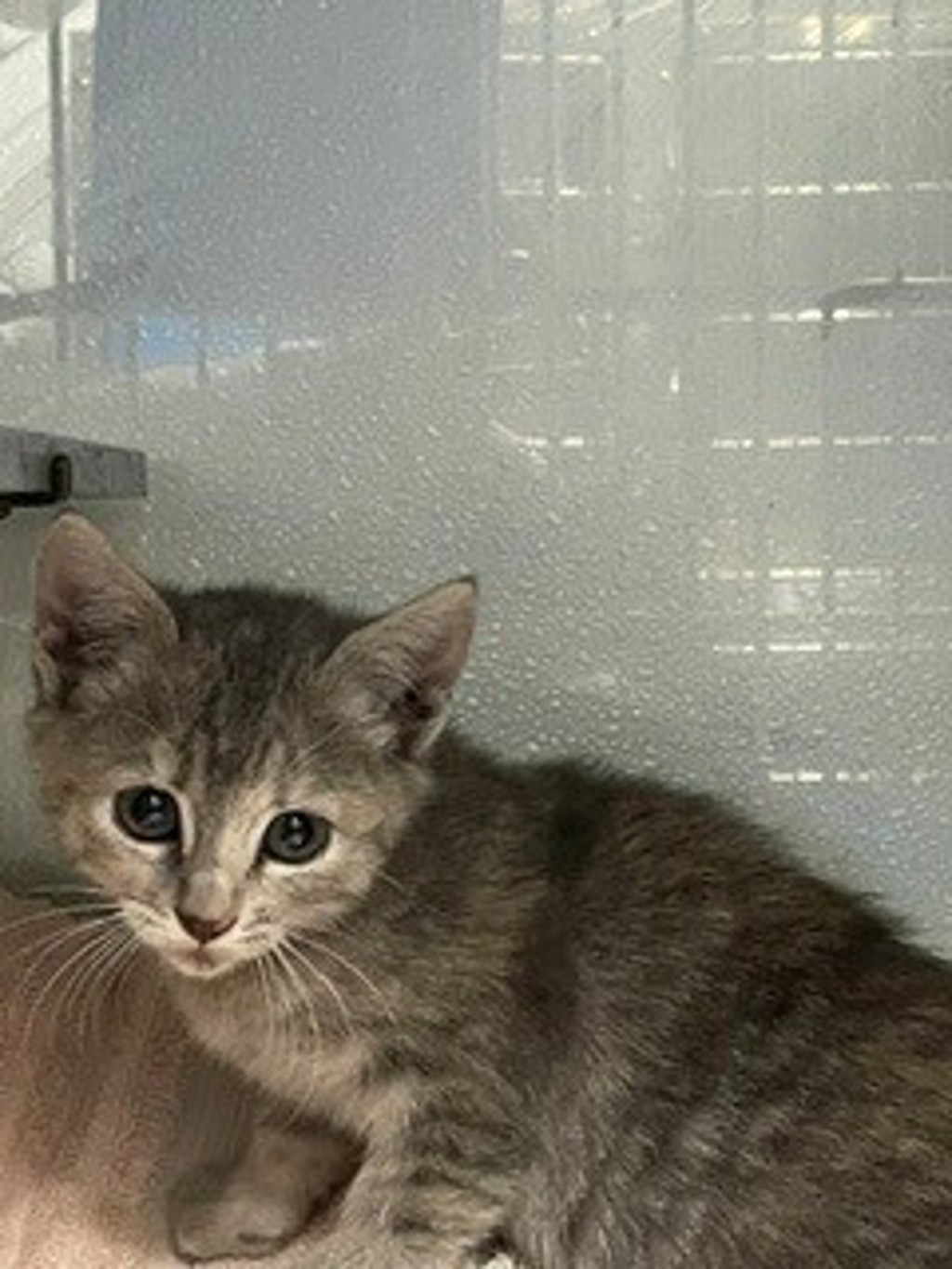 Shelter Stray Female Cat last seen Near S Copper City Drive, Kearns Township, UT, 84118, 511 W 3900 S, Salt Lake City, UT 84123, USA
