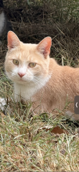 Lost Male Cat last seen Cainsville Rd., Wilson County, TN 37085
