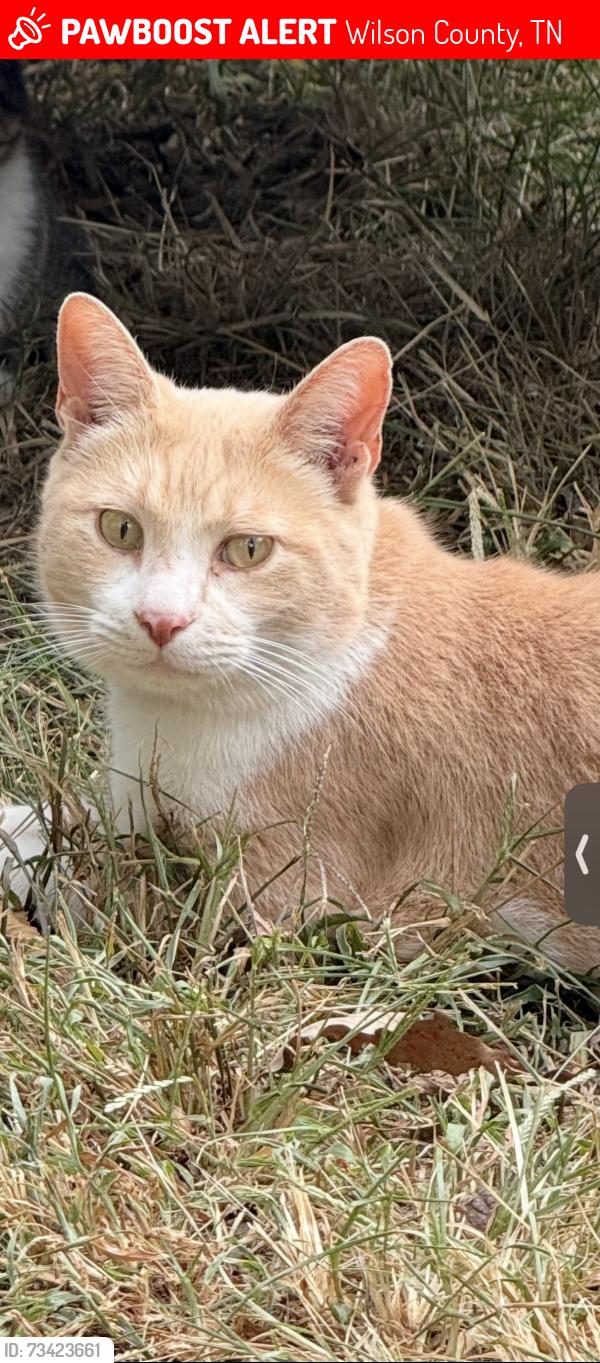 Lost Male Cat last seen Cainsville Rd., Wilson County, TN 37085