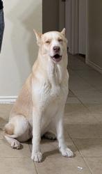 Lost Female Dog last seen Caravaca, Garland, TX 75043