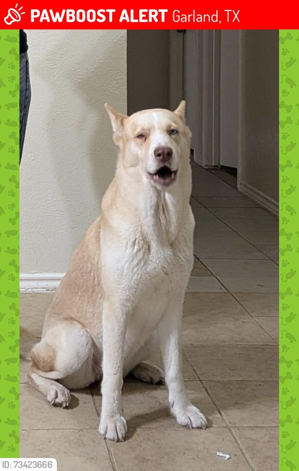 Lost Female Dog last seen Caravaca, Garland, TX 75043