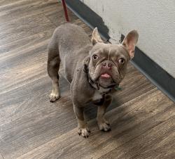 Shelter Stray Female Dog last seen Near Picador Boulevard, San Diego, CA, 92154, 5500 Gaines St, San Diego, CA 92110, USA