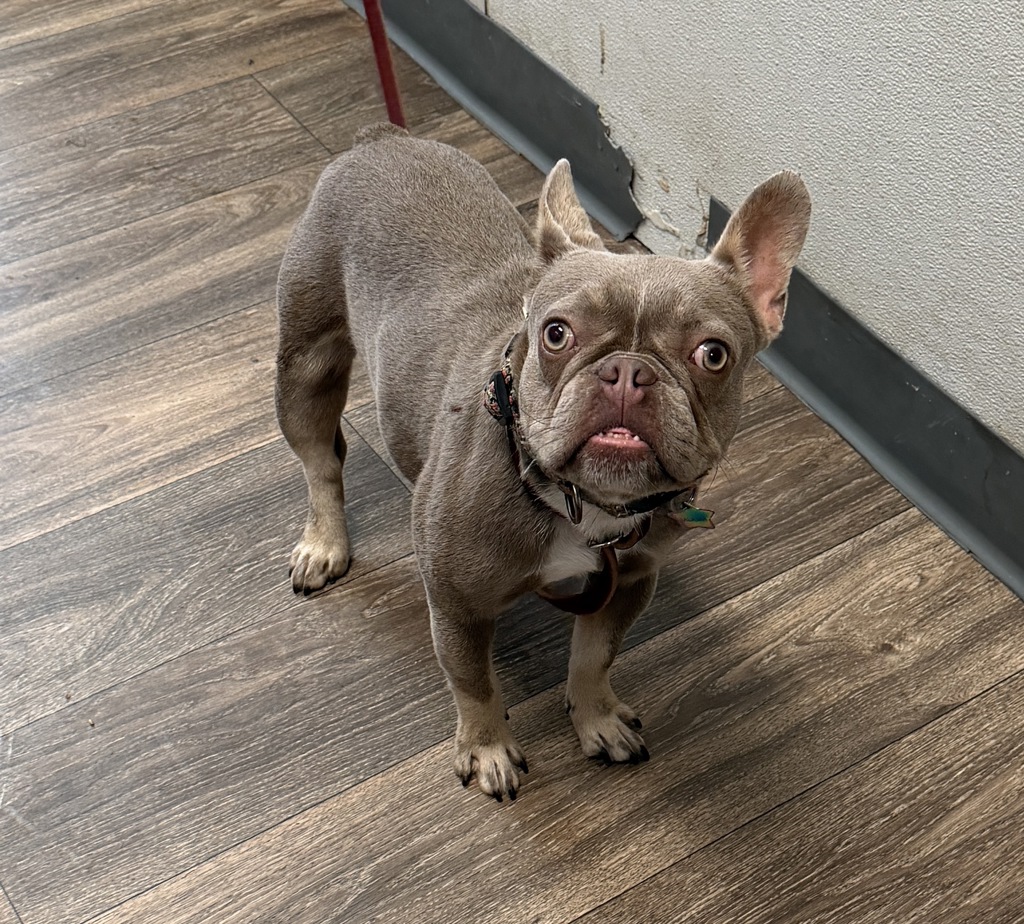 Shelter Stray Female Dog last seen Near Picador Boulevard, San Diego, CA, 92154, 5500 Gaines St, San Diego, CA 92110, USA