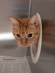 Shelter Stray Male Cat last seen Polk & Orange Ave, behind home in alley., San Diego, CA, 92104, 5500 Gaines St, San Diego, CA 92110, USA