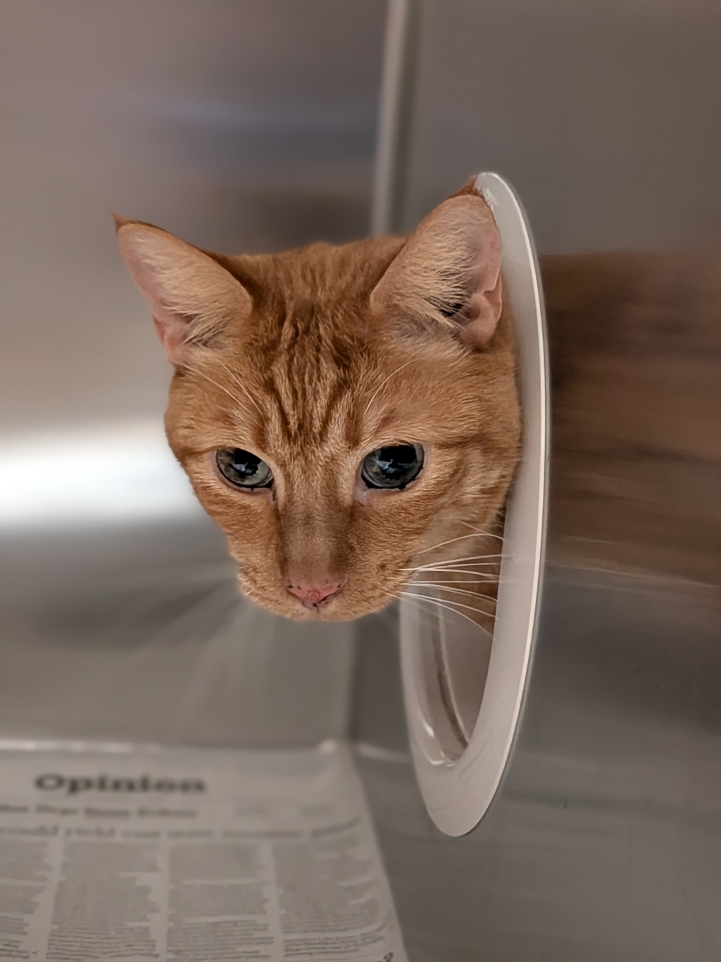 Shelter Stray Male Cat last seen Polk & Orange Ave, behind home in alley., San Diego, CA, 92104, 5500 Gaines St, San Diego, CA 92110, USA