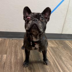 Shelter Stray Female Dog last seen 69th Street, San Diego, CA, 92114, 5500 Gaines St, San Diego, CA 92110, USA