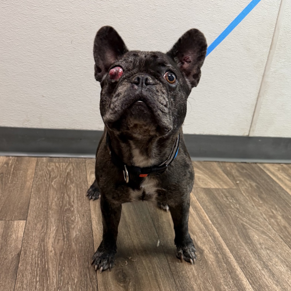 Shelter Stray Female Dog last seen 69th Street, San Diego, CA, 92114, 5500 Gaines St, San Diego, CA 92110, USA