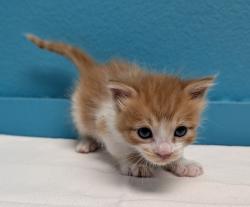 Shelter Stray Male Cat last seen Near W Mission Avenue, Escondido, CA, 92026, Escondido, CA 92027, USA