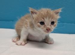 Shelter Stray Male Cat last seen Near W Mission Avenue, Escondido, CA, 92026, Escondido, CA 92027, USA