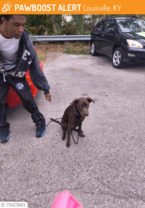 Found/Stray Male Dog last seen Cane run rd, Louisville, KY 40258