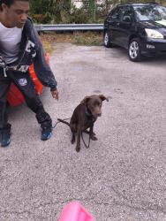 Found/Stray Male Dog last seen Cane run rd, Louisville, KY 40258