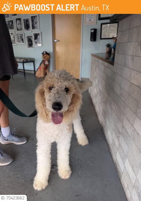 Found/Stray Male Dog last seen FarWest Blvd, Austin, TX 78731